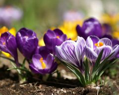 Tapeta Nature Flowers 161.jpg